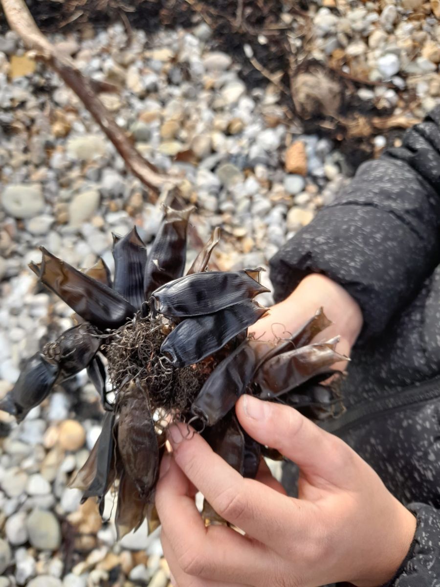 [The Shark Trust Great Eggcase Hunt collect image]