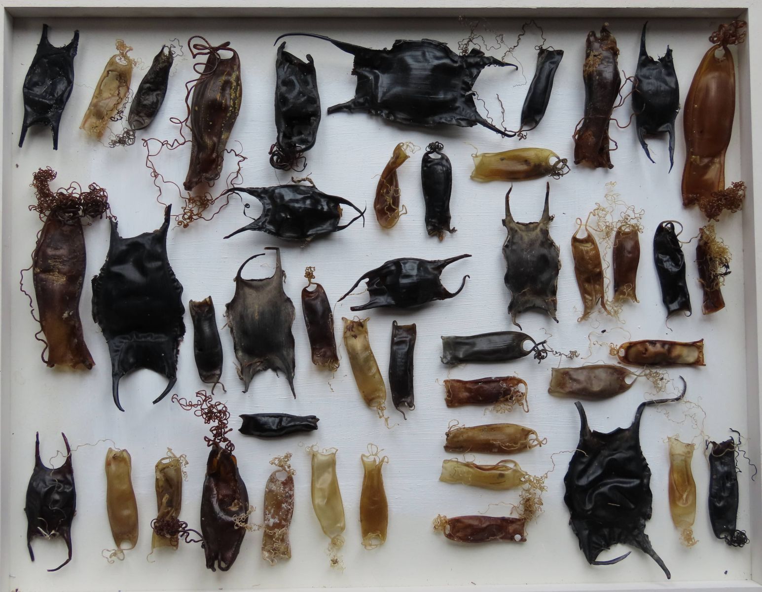 [The Shark Trust Great Eggcase Hunt process image]