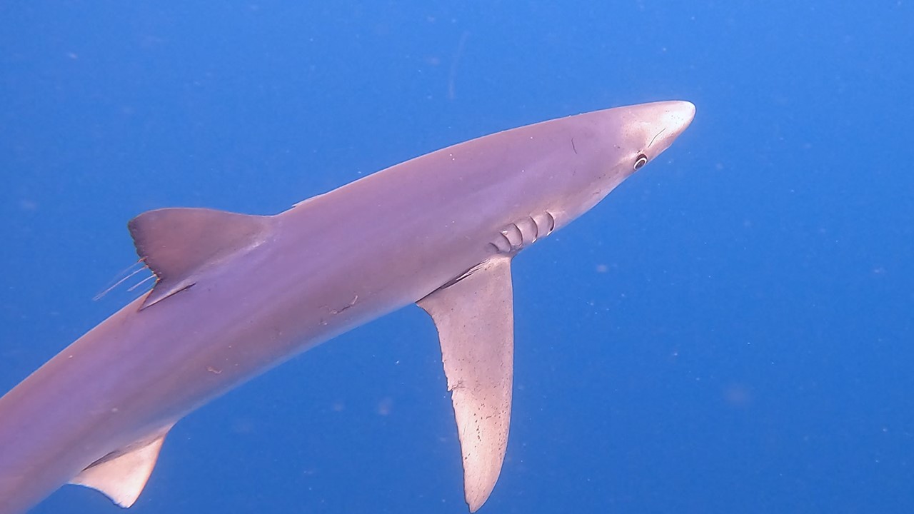 [The Shark Trust Great Eggcase Hunt sharing image]