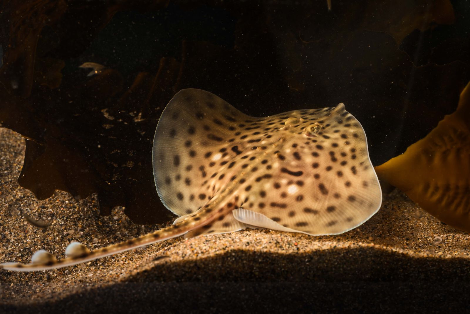 [The Shark Trust Great Eggcase Hunt sharing image]