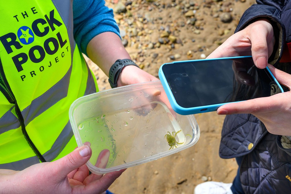 [The Rock Pool Project collect image]