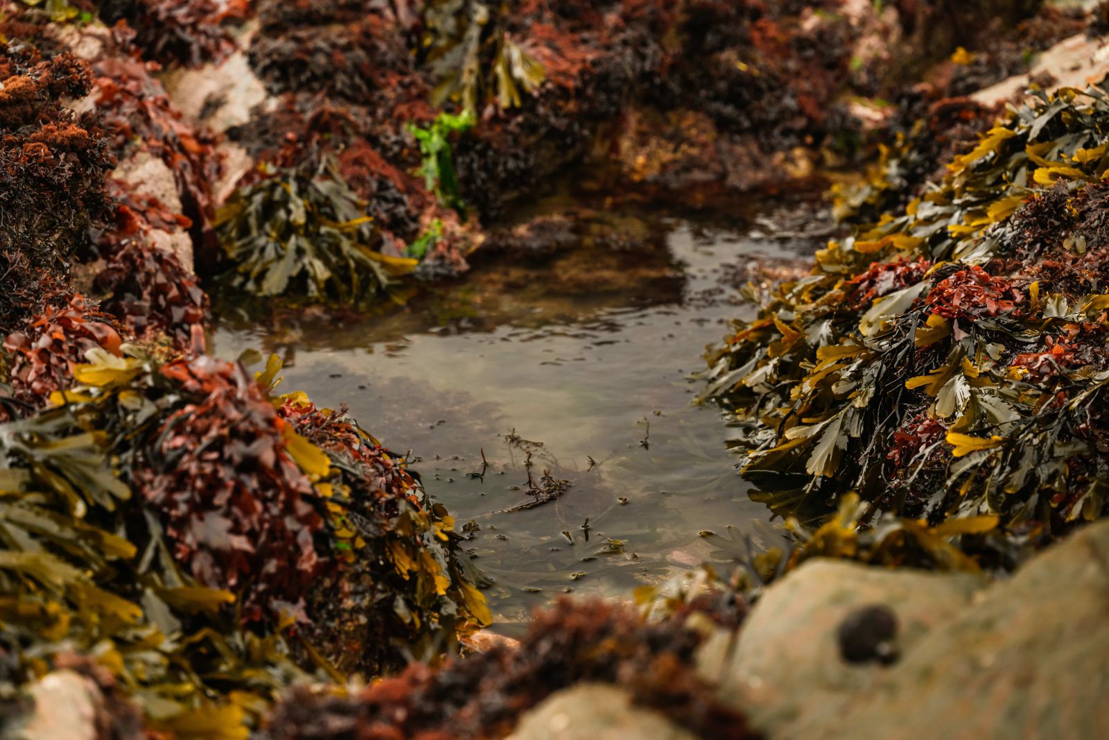 [Shoresearch preserve image]