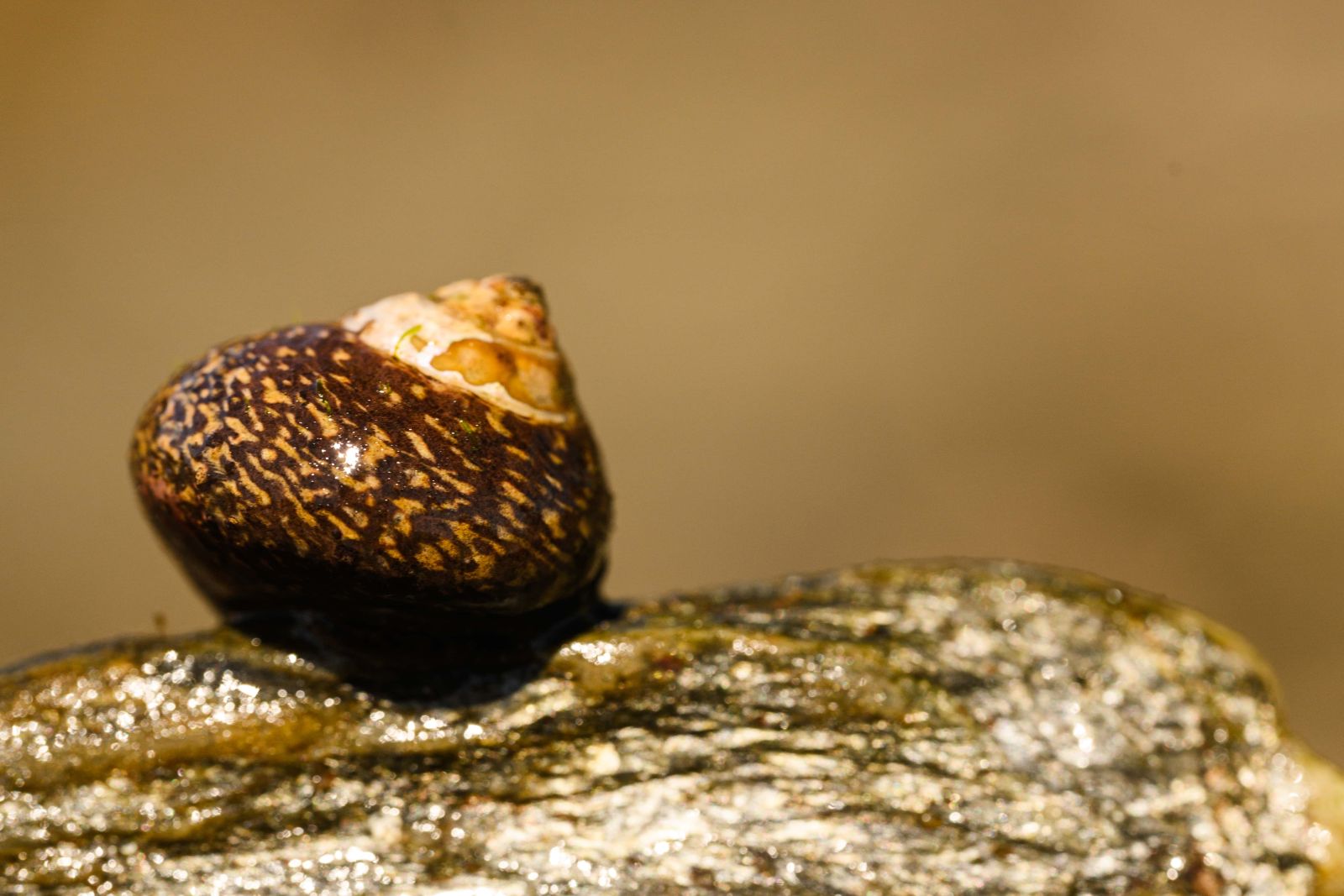 [Shoresearch sharing image]