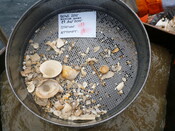 413984 G11A Sieve 5mm.JPG