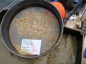 413984 G11B Sieve 1mm.JPG