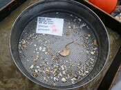 413984 G11B Sieve 5mm.JPG